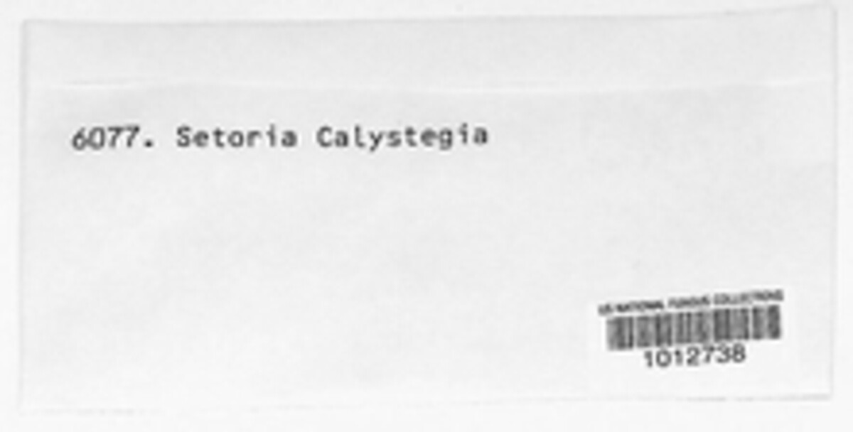 Septoria calystegiae image